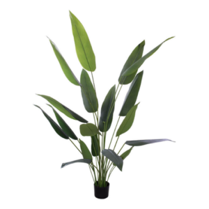 Banana Leaf Plant In Pot