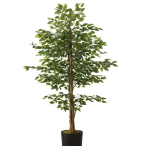 Ficus Tree – 150cm