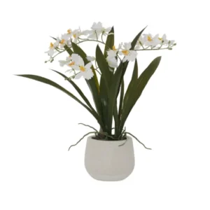 White Oncidium Orchid In Pot 46cm